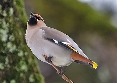 Bombycilla garrulus
